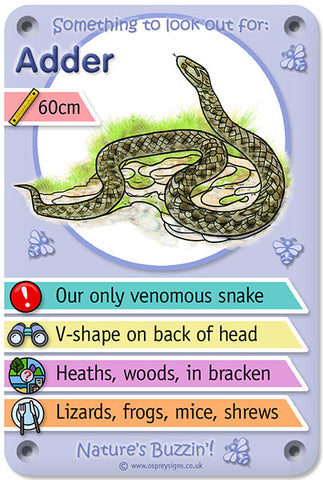 Nature's Buzzin' 'Adder'