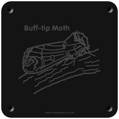 'Buff-tip moth' rubbing plaque