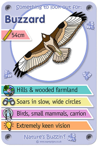 Nature's Buzzin' 'Buzzard'