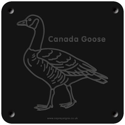 'Canada goose' rubbing plaque