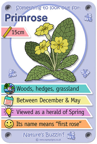 Nature's Buzzin' 'Primrose'