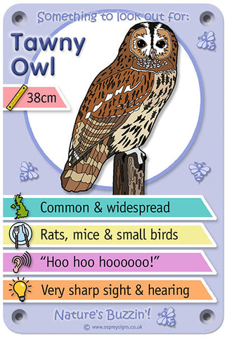 Nature's Buzzin' 'Tawny Owl'