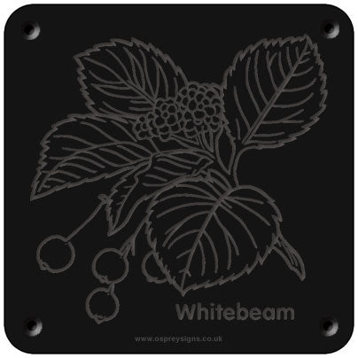 'Whitebeam' rubbing plaque