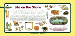 'Sea shore' Nature Watch Plus Panel