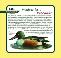 'Shoveler' Nature Watch Panel