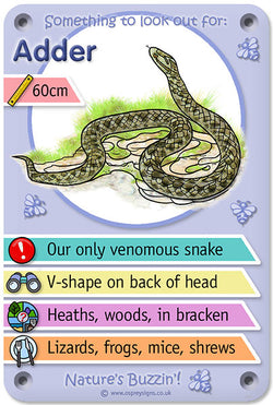 Nature's Buzzin' 'Adder'