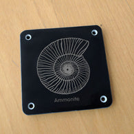 'Ammonite' rubbing plaque
