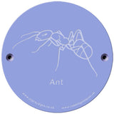 Rainbow Rubbing 'Ant'