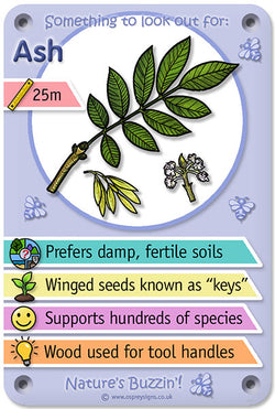 Nature's Buzzin' 'Ash'