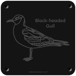 'Black-headed gull' rubbing plaque
