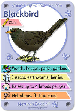 Nature's Buzzin' 'Blackbird'