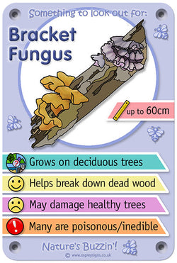 Nature's Buzzin' 'Bracket Fungus'