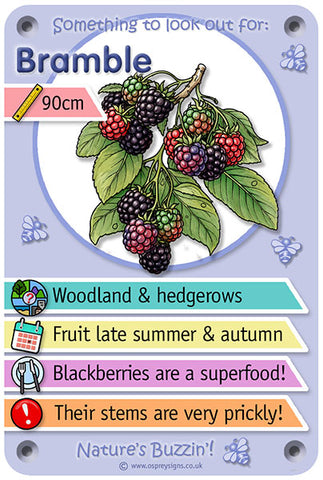 Nature's Buzzin' 'Bramble'