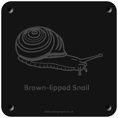 'Brown-lipped Snail' rubbing plaque