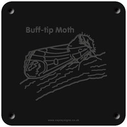 'Buff-tip moth' rubbing plaque