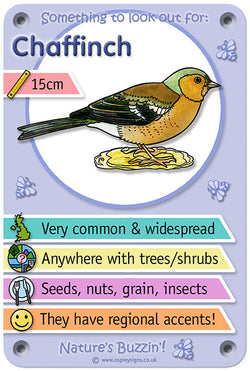 Nature's Buzzin' 'Chaffinch'