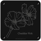 'Cheddar pink' rubbing plaque