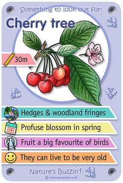 Nature's Buzzin' 'Cherry tree'