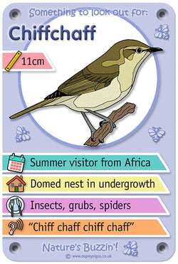 Nature's Buzzin' 'Chiffchaff'