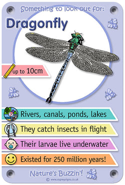 Nature's Buzzin' 'Dragonfly'