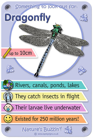 Nature's Buzzin' 'Dragonfly'