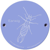 Rainbow Rubbing 'Earwig'