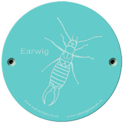 Rainbow Rubbing 'Earwig'