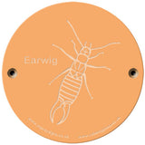 Rainbow Rubbing 'Earwig'