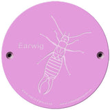 Rainbow Rubbing 'Earwig'