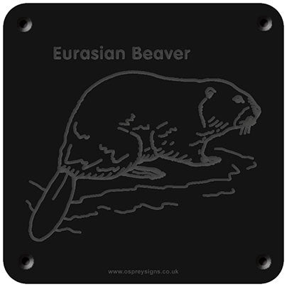 'Eurasian beaver' rubbing plaque