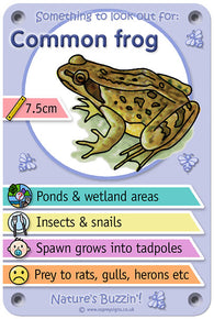 Nature's Buzzin' 'Frog'