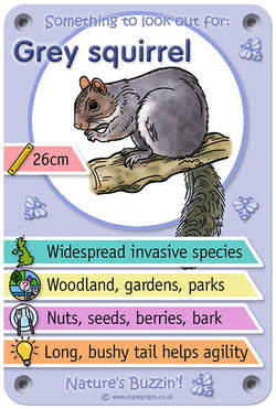 Nature's Buzzin' 'Grey Squirrel'