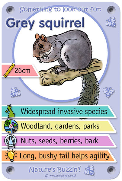 Nature's Buzzin' 'Grey Squirrel'