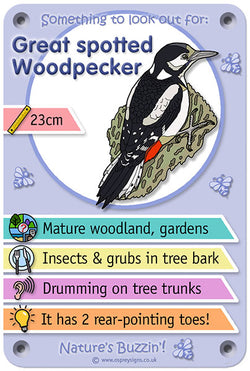 Nature's Buzzin' 'Great Spotted Woodpecker'