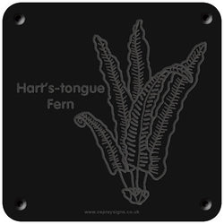 'Hart's-tongue fern' rubbing plaque