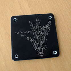 'Hart's-tongue fern' rubbing plaque