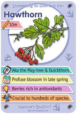Nature's Buzzin' 'Hawthorn'