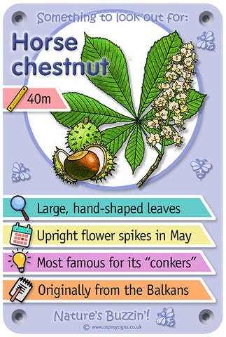 Nature's Buzzin' 'Horse chestnut'