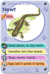 Nature's Buzzin' 'Newt'