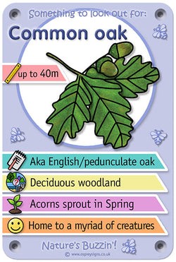 Nature's Buzzin' 'Oak'