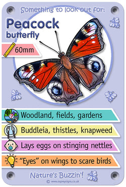 Nature's Buzzin' 'Peacock Butterfly'