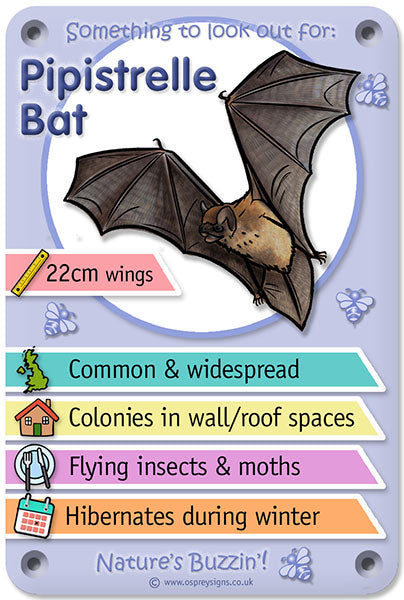 Nature's Buzzin' 'Pipistrelle Bat'