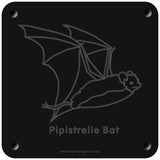 'Pipistrelle bat' rubbing plaque