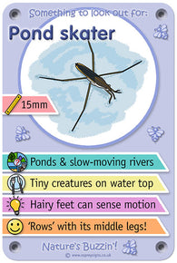 Nature's Buzzin' 'Pondskater'
