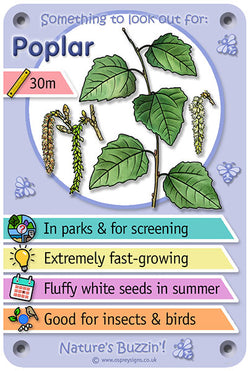 Nature's Buzzin' 'Poplar'