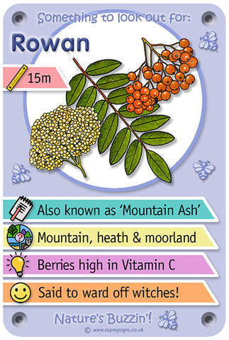 Nature's Buzzin' 'Rowan'