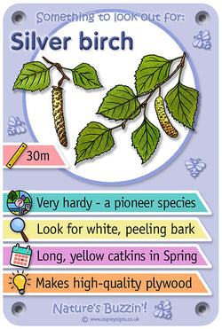 Nature's Buzzin' 'Silver birch'