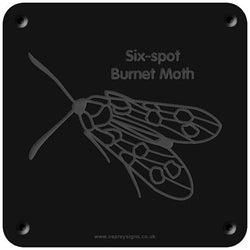 'Six-spot burnet' rubbing plaque