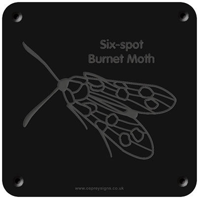 'Six-spot burnet' rubbing plaque