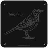 'Songthrush' rubbing plaque